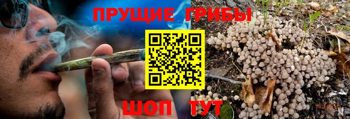 Нефтекумск  цена   Вход с VPN  Псилоцибиновые грибы Psilocybe 